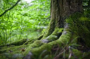 We will show you all the options available for where to plant a memorial tree and how to do it. Honor your loved one and help the planet at the same time. 