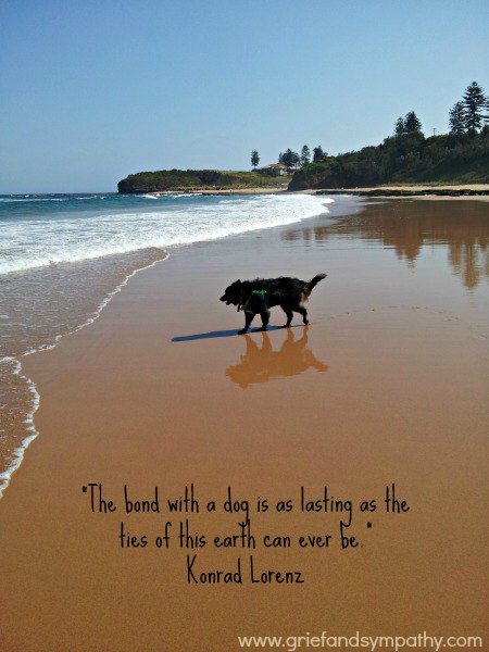 50 Loss Of Pet Quotes For Dogs Allquotesideas