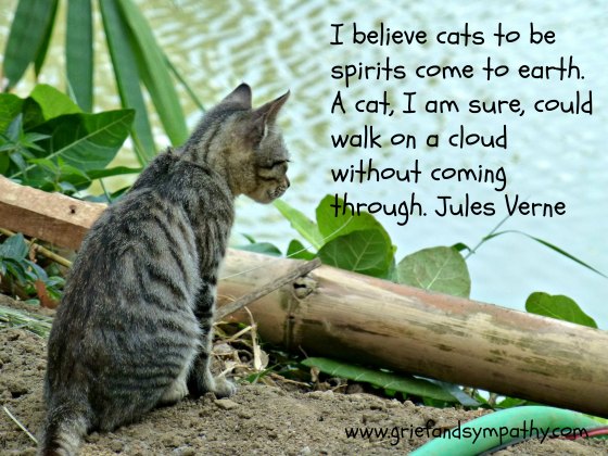 Cat Loss Quotes Impressive Coping With The Loss Of A Pet Cat Cat Loss Quotes Impressive Coping With The Loss Of A Pet Cat