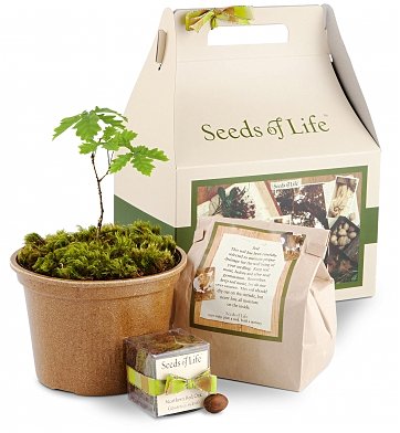 Seeds of Life Oak Tree Kit