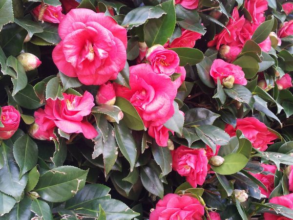 Camelia Flowers for Celebration of Life of Lost Daughter