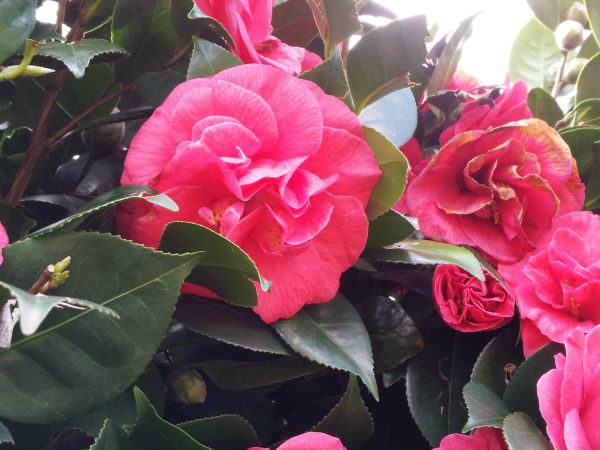 Uplifting Pink Camelia Flowers to Comfort Grief for Child Loss