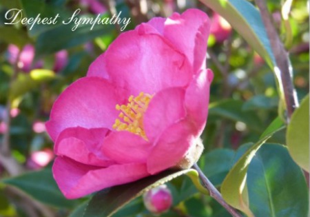 Deepest Sympathy Card with Pink Flower