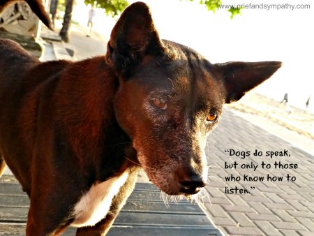 Brown Bali Dog with Quote