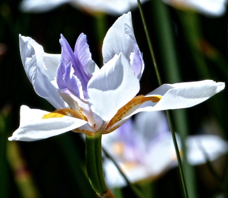 White and purple flower