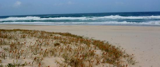 Walking on the beach a good activity for those with Alzheimers