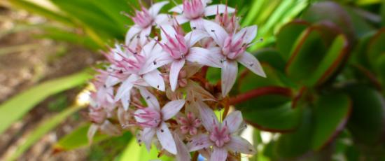 Succulent flowers to illustrate the grief of coping with a chronic illness