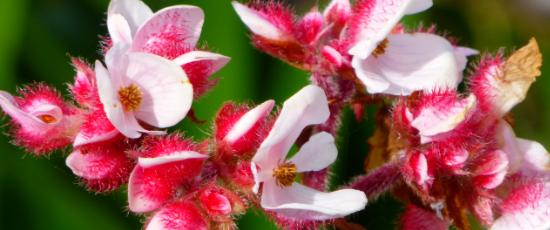Begonia flowers