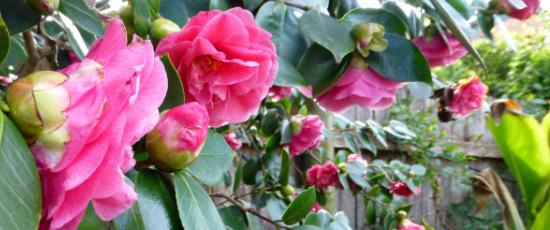 camelia flower