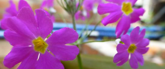 Purple flowers for the desolation of loneliness