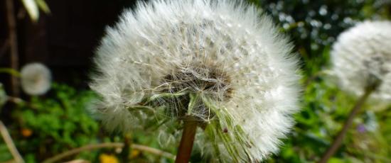 Dandelion clock - to represent the fragility of life.