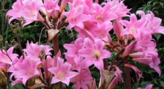 Pink Flowers for the Loss of a Child through Stillbirth