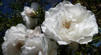 white roses