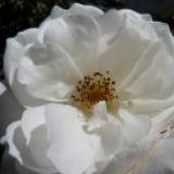 white rose for coping with grief