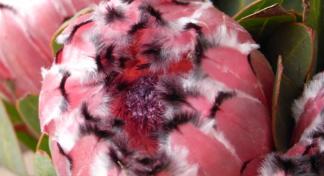 Pink Protea Flower for Grieving a Stillbirth