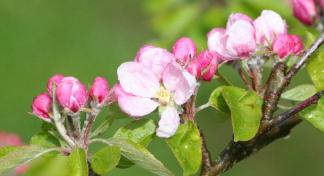 Pink cherry blossom - a sign that life goes on after the loss of a baby