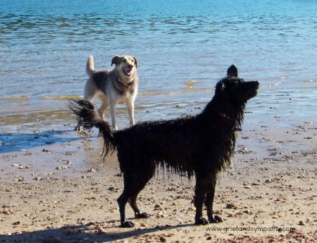 Dogs on the Beach