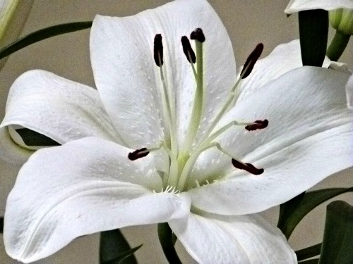 A Lily for  Loss of a Grandfather
