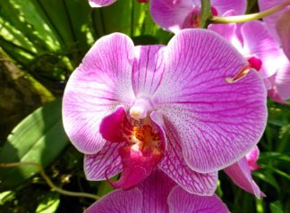 pink orchid