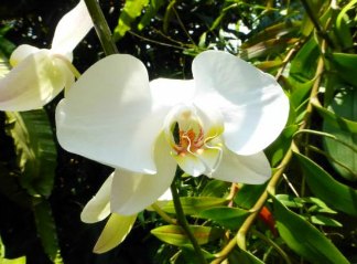 white orchid flower for grief