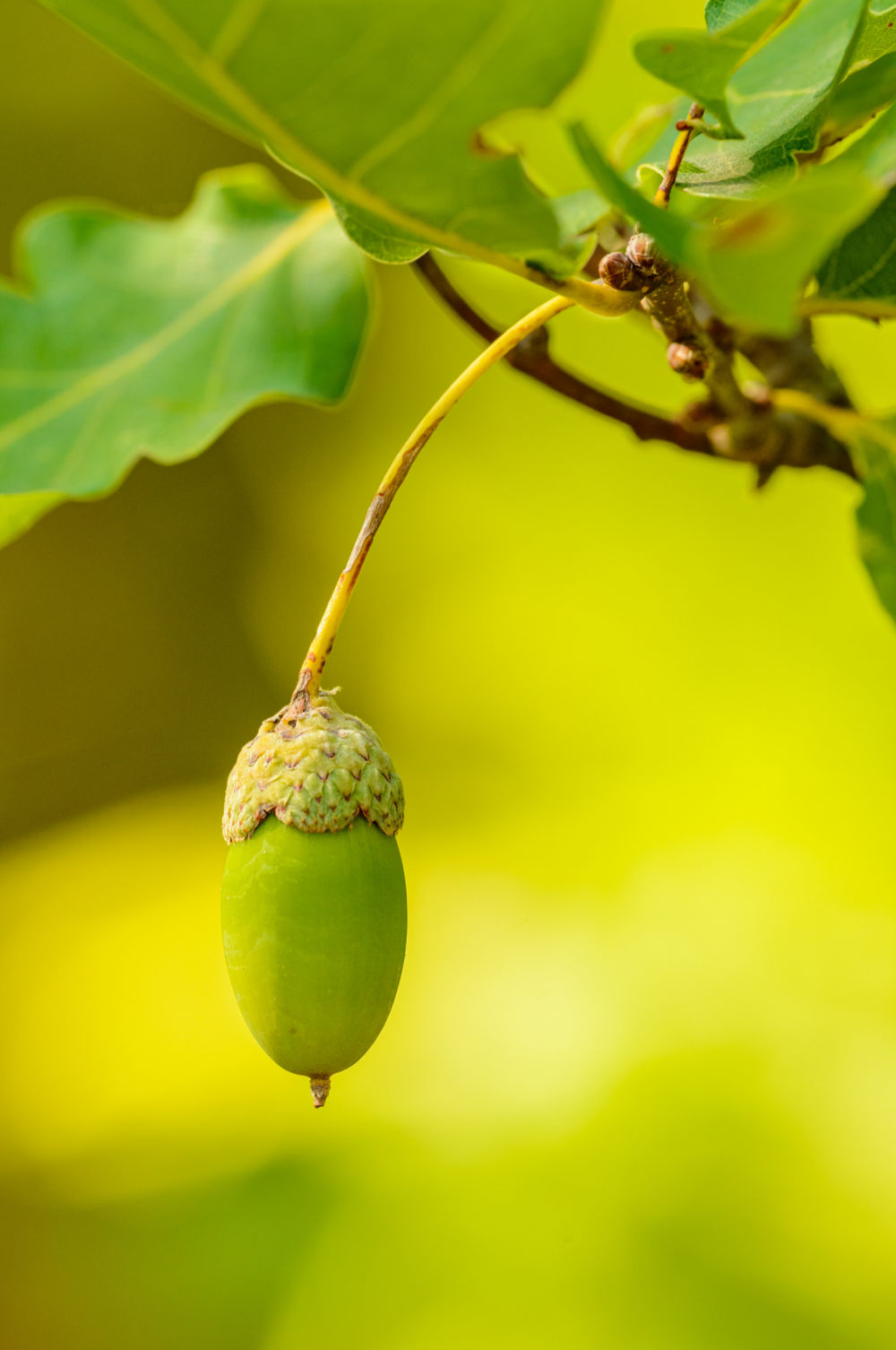 Acorn on Oak Tree