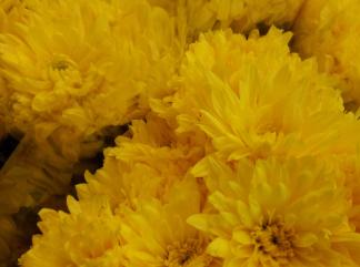Yellow  Chrysanthemums