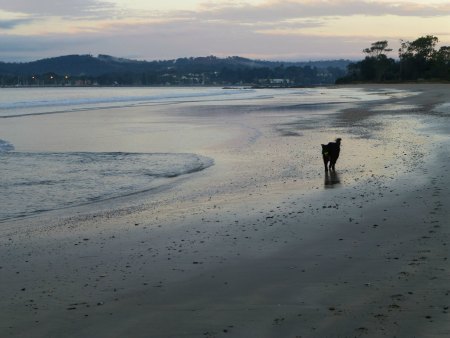 dog on beach