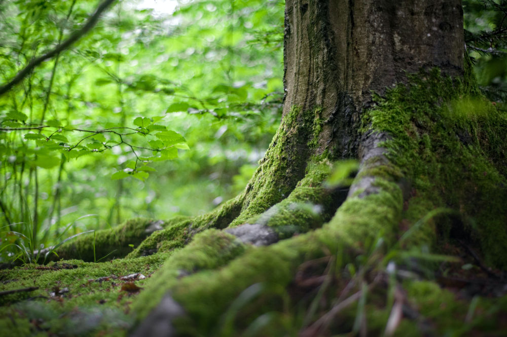 Oak tree in forest