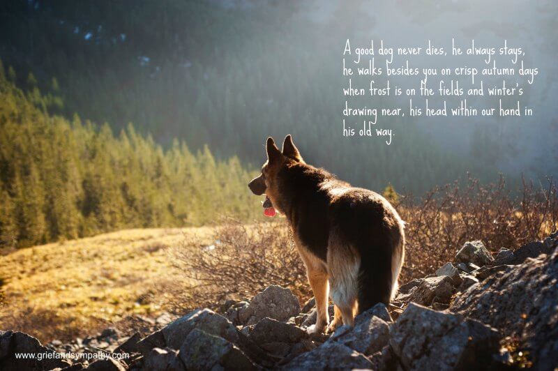 Rest In Peace Dog Poems