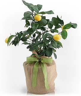 Lemon Tree amazon