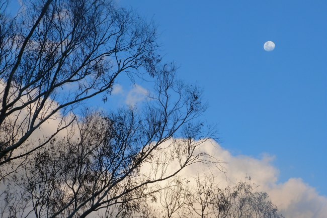 Moon in a blue sky - for calming caregiver grief