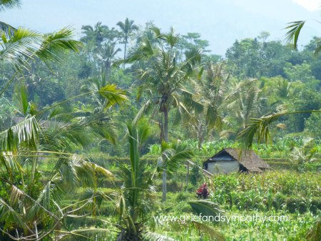 Palm trees in the rice fields. An image for meditation for grief.