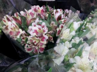 Pink and White Alstroemeria for Multiple Grief