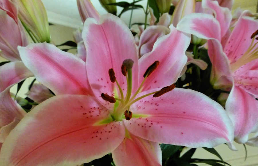 Pink Lilies for a funeral