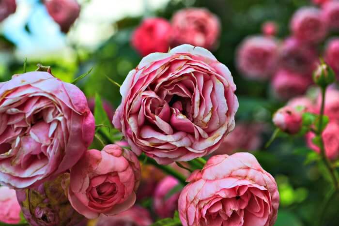 Rose Garden with pretty pink roses.  Photo Sam Erwin