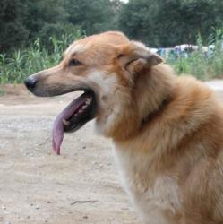 Lovely Old Dog to comfort those thinking of Pet Cremation