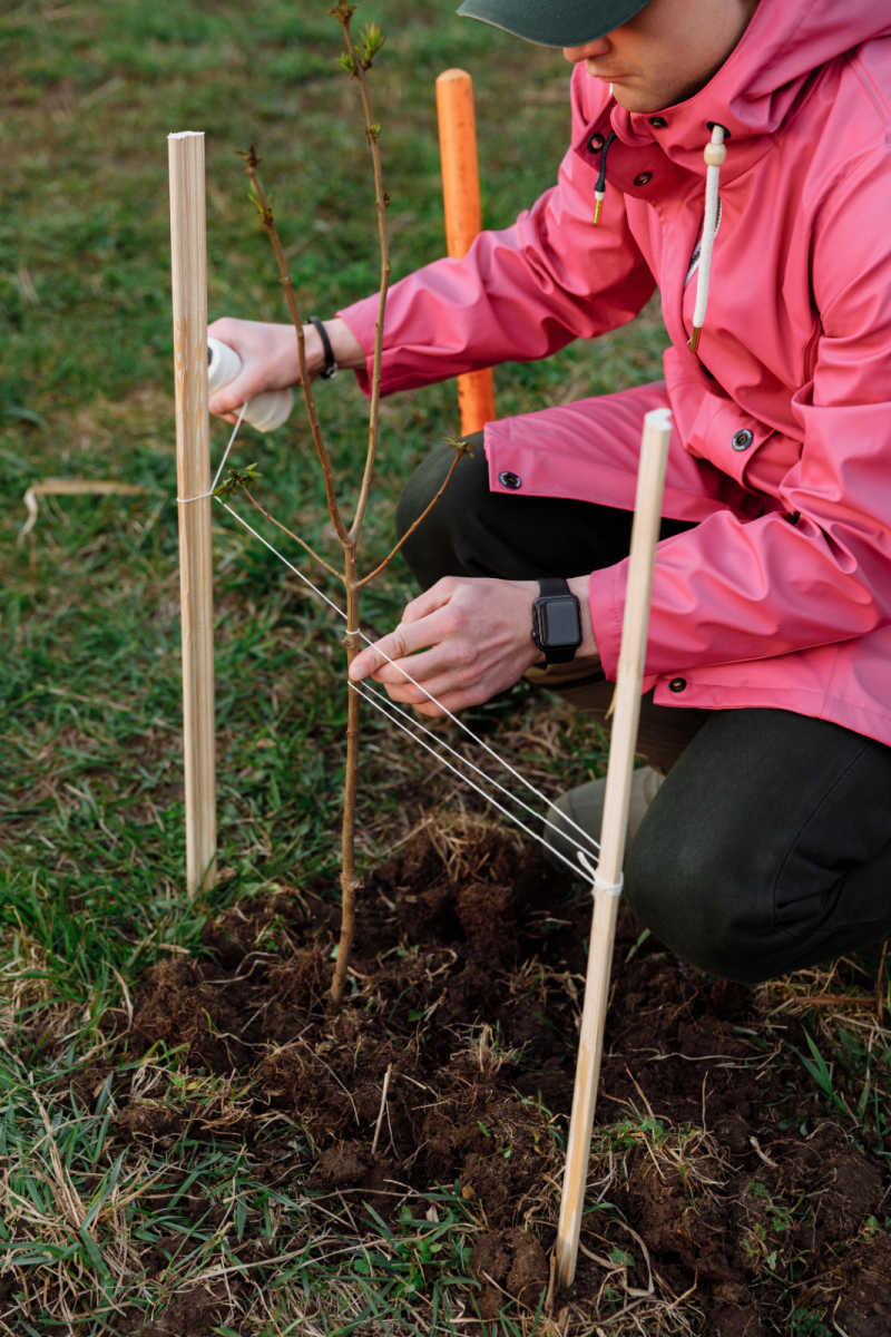 Man planting a memorial tree