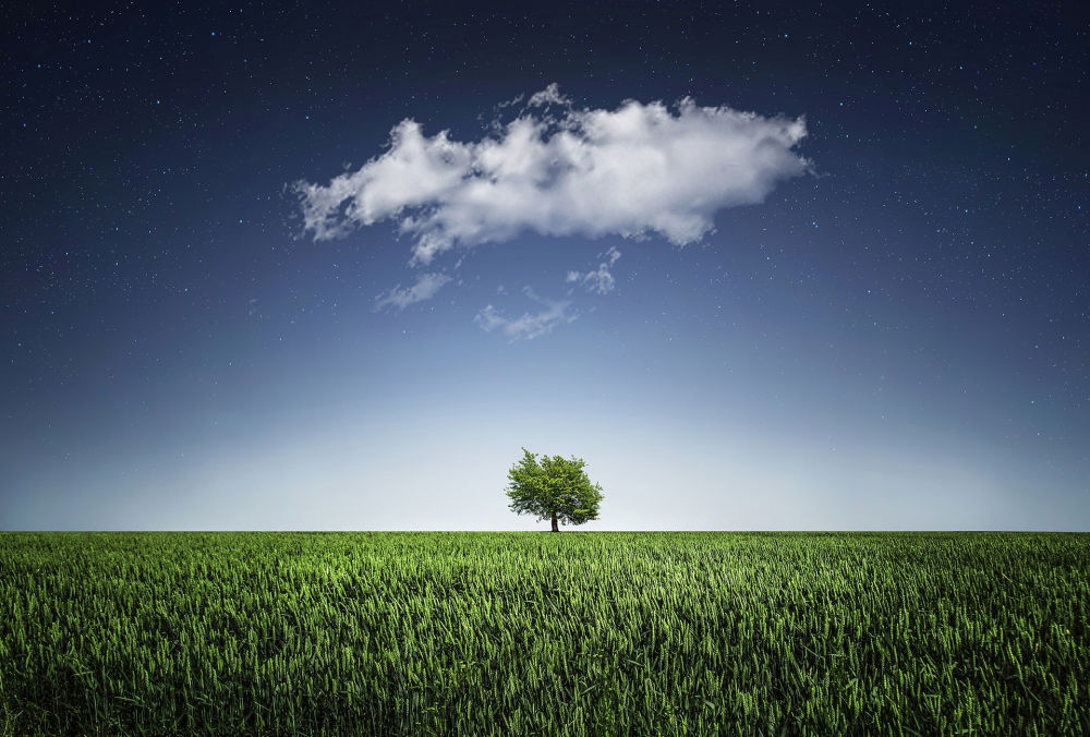 Tree Pod Burial - Single Tree in Landscape with Cloud above