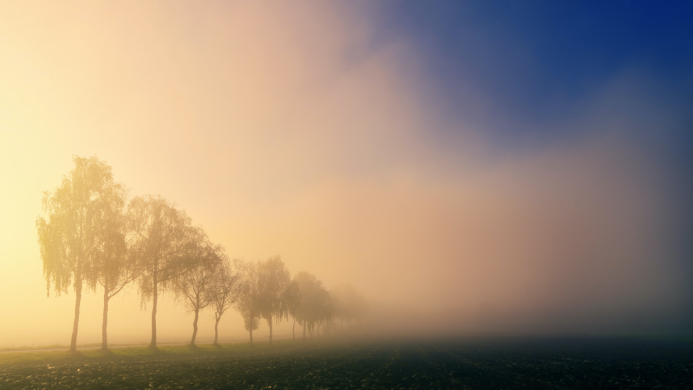 Trees in Fog. Johannes Plenio