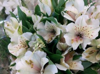 Alstroemeria Flowers  A calming influence when feeling anger.