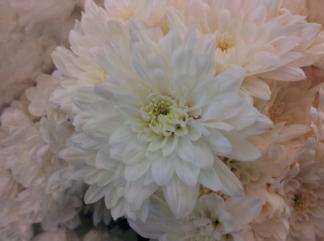 White Chrysanthemum for Can you Die of a Broken Heart?