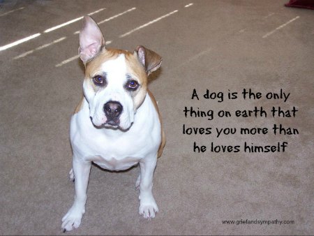 Dog Quotation Greetings Card - A dog is the only thing on earth that loves you more than he loves himself