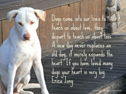 Erica Jong Quote about Dogs with Bali Dog