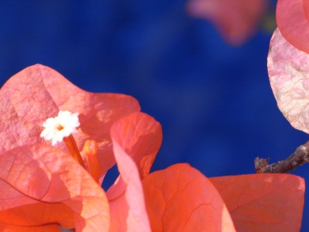 Bougainvillea on a blue background.  A calming picture to help teenagers cope with grief