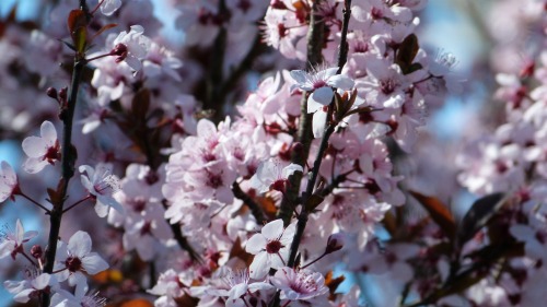 Cherry Blossom, an uplifting image for the grief of having a disabled child