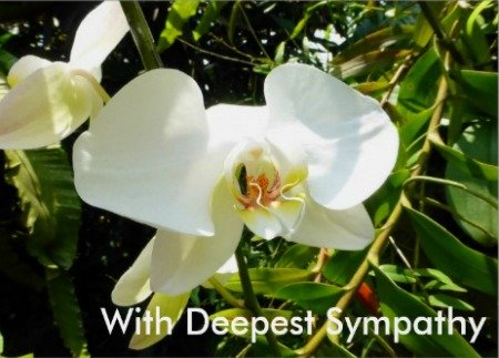 Cream Orchid Sympathy Card for expressing words of sympathy