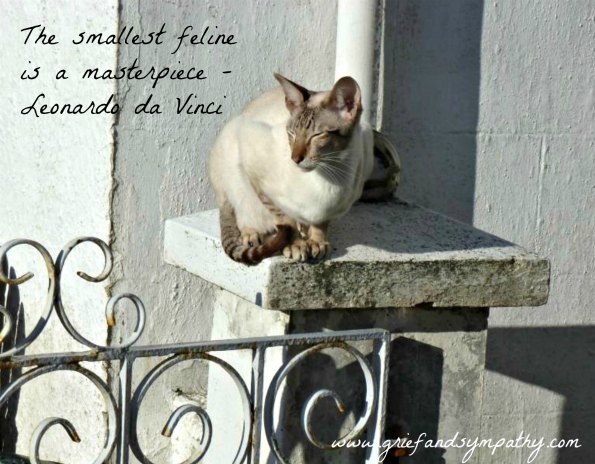 The smallest feline is a masterpiece.  Greeting card