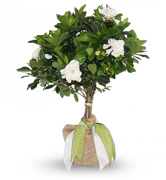 White Gardenia Tree