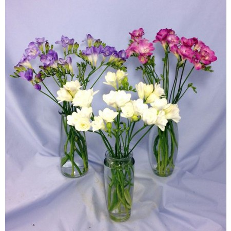 Freesias for sympathy flowers