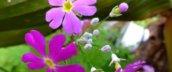 Purple flowers.  Nature's consolation for loneliness.